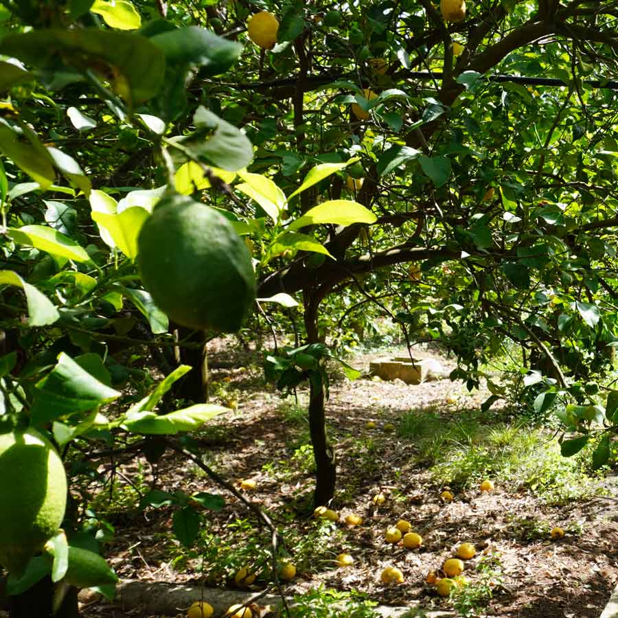 Jacli-Liquorificio artigianale palermo (6)