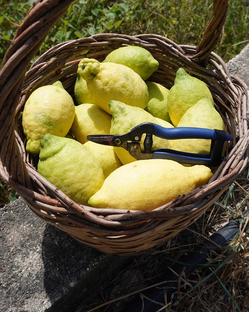 Limoni-Jacli-Liquorificio-verticale